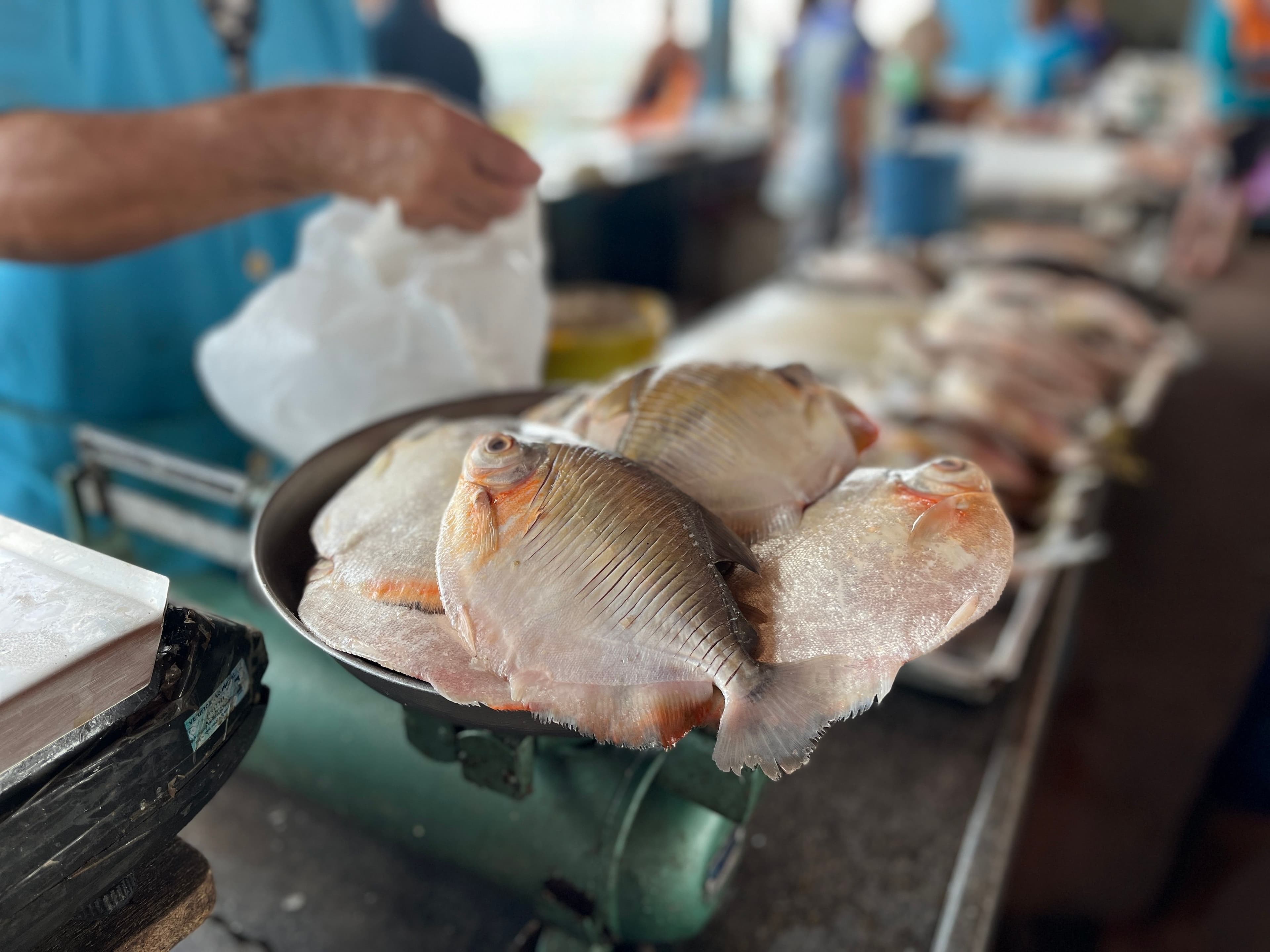 Peixe pacu no mercado de Santarém_Foto Ândria Almeida.jpg