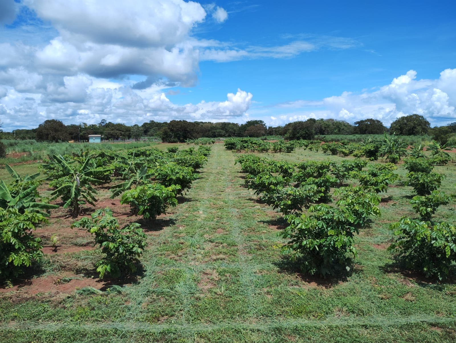 ÁREAS COM CASTANHEIRAS PLANTADAS, NANORADS (1).jpeg