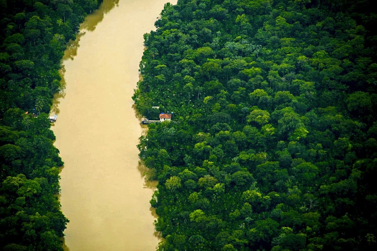 Floresta_Foto_Pedro Guerreiro_Agência Pará (1).jpg