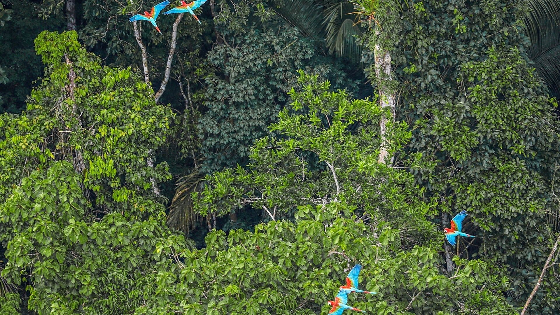 Floresta amazônica - Ufscar.jpg