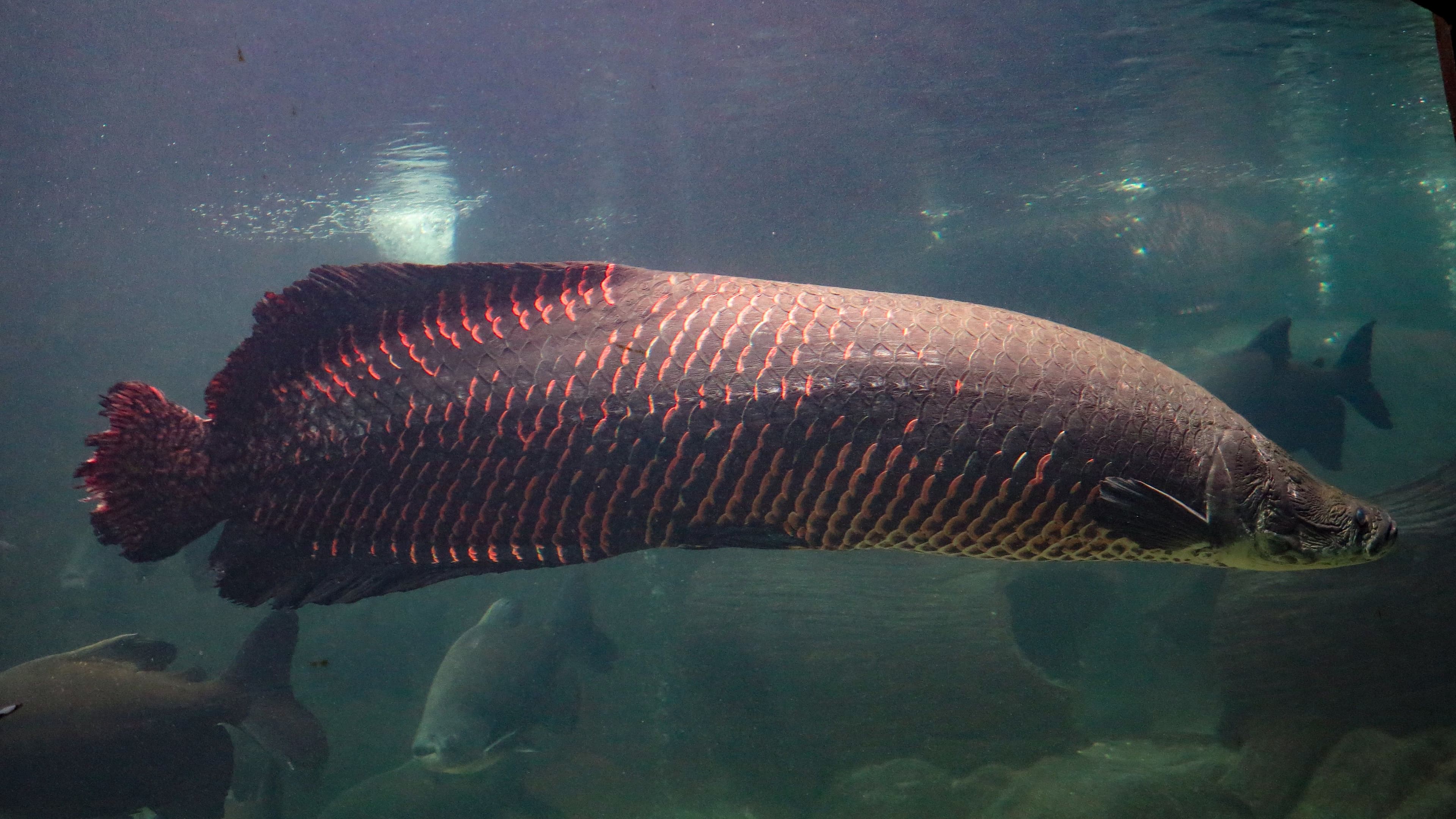 Shutterstock Arapaima gigas pirarucu.jpg