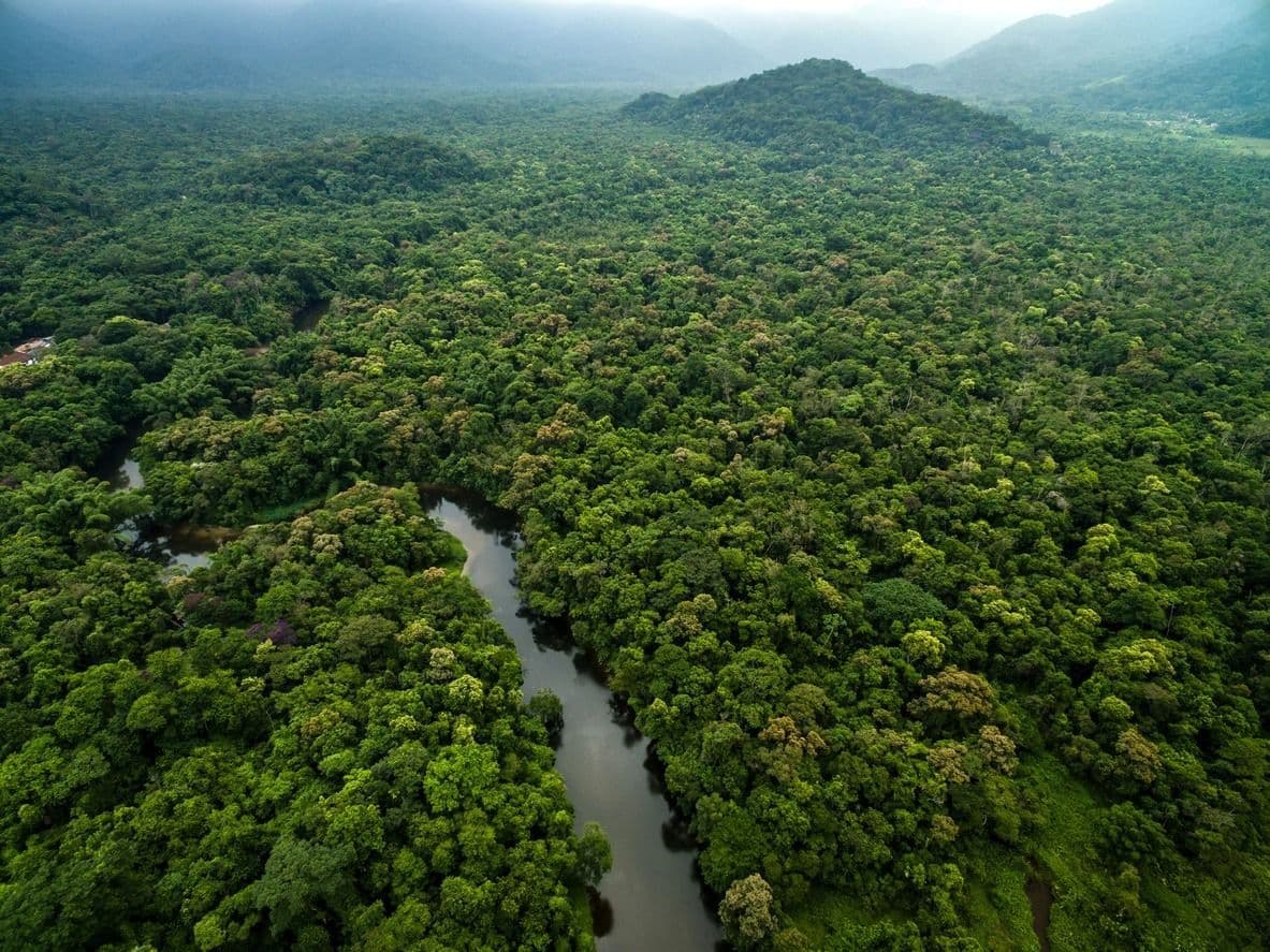 floresta amazonica - foto arquivo o liberal (1).jpg