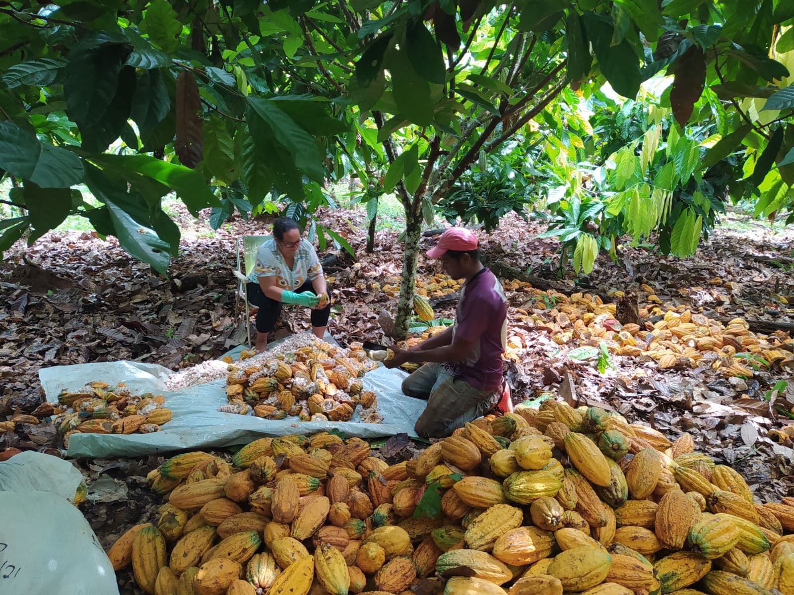 Helia Moura is proud of how important cocoa from the Amazon became in the last years (personal archive)