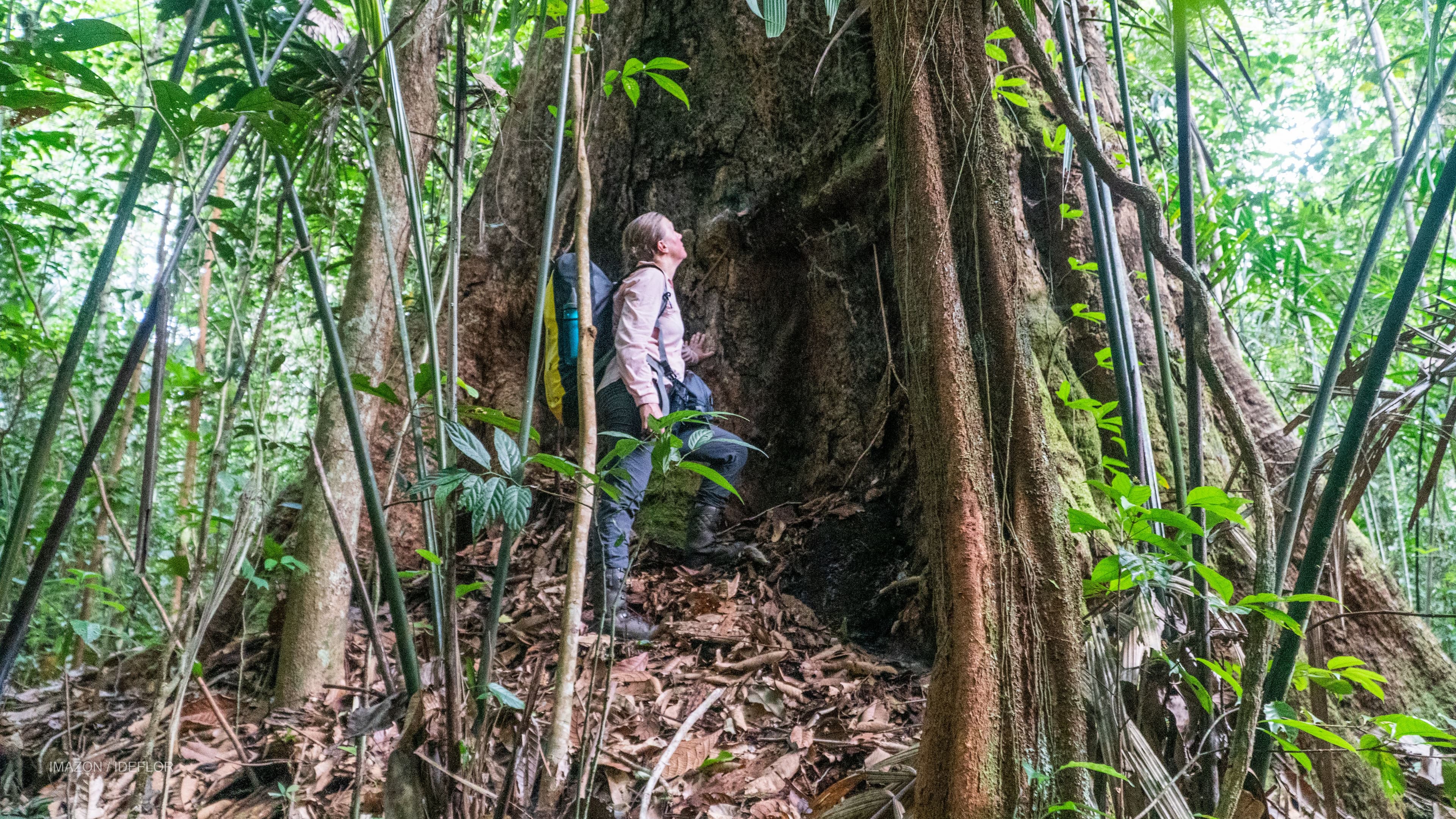 Maior árvore da Amazônia foi localizada em setembro de 2022 na Flora do Paru, no Pará (Foto:Havita Rigamonti/Imazon_Ideflor)