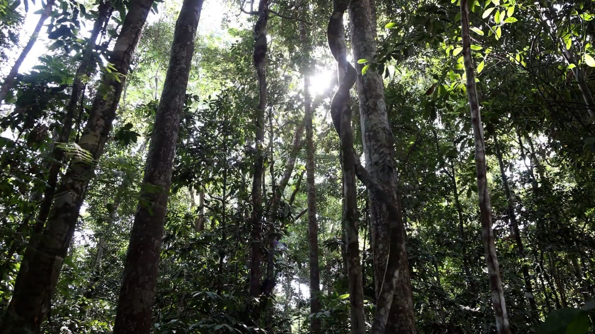 Floresta Amazônica - Marcio Nagano.jpg